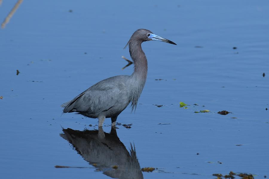 Little Blue Heron Photograph by David Campione