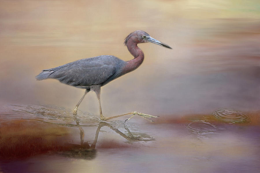 Heron Photograph - Little Blue Heron by Donna Kennedy