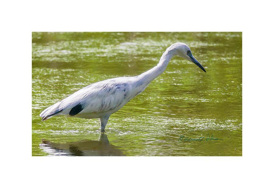 Little Blue Heron Fishing Photograph by Ed Peterson