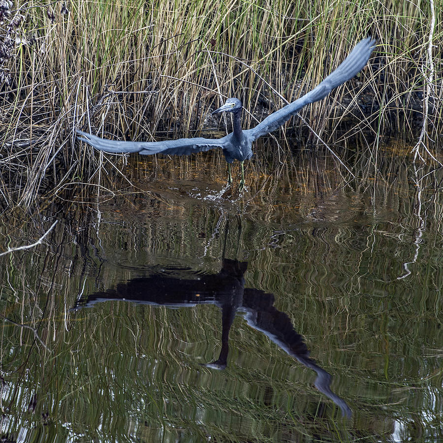 Little Blue Heron Flying From Marsh Photograph by William Bitman
