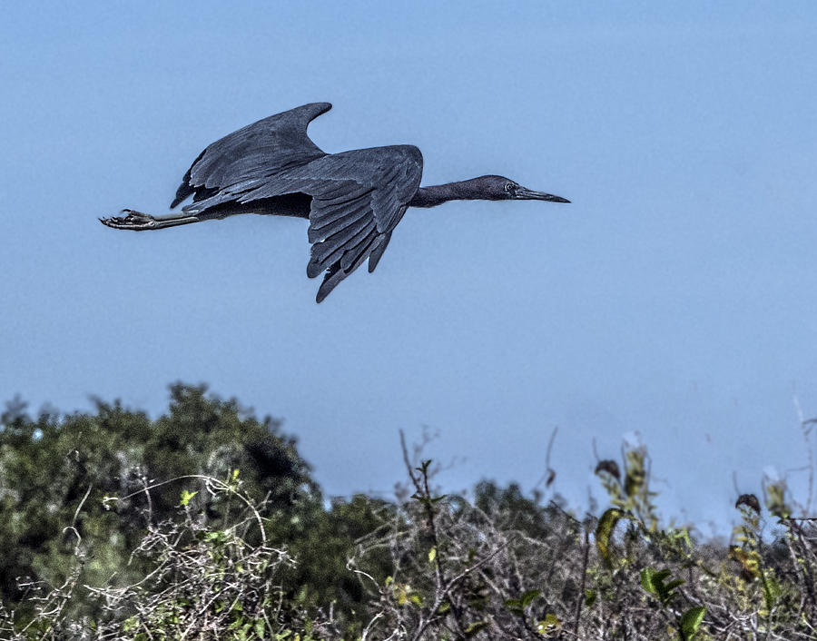 Little Blue Heron Flying Photograph by William Bitman