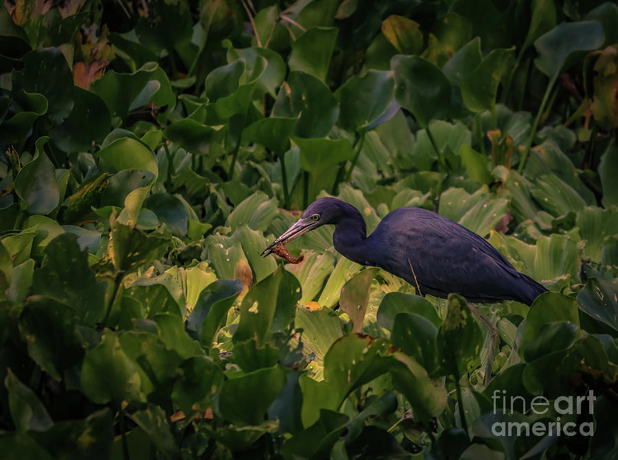 Little Blue Heron having lunch Photograph by Claudia M Photography