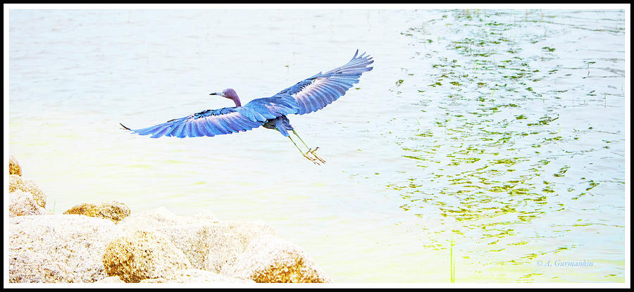 Little Blue Heron in Flight Photograph by A Macarthur Gurmankin