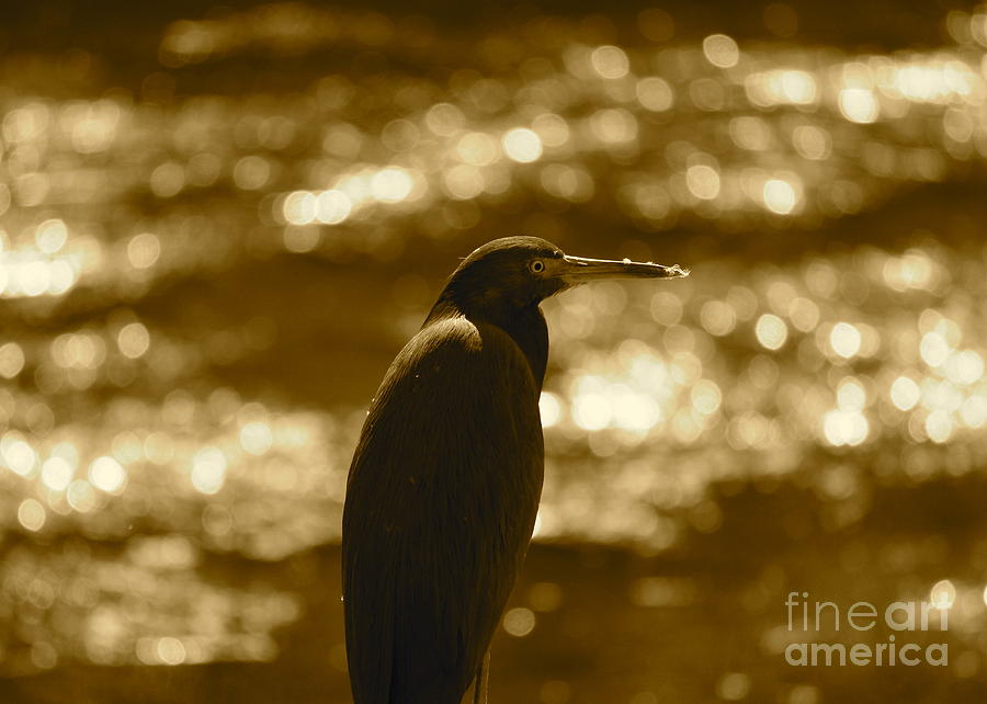Little Blue Heron in Golden Light Photograph by Carol Groenen