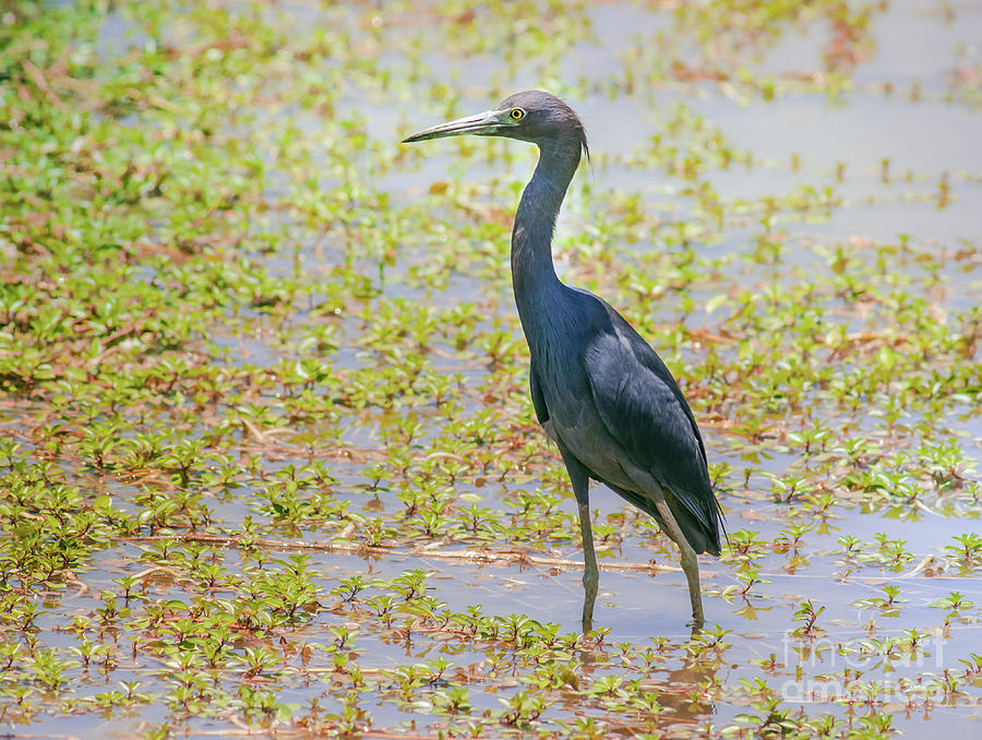 Little Blue Heron In Weeds Photograph by Robert Frederick