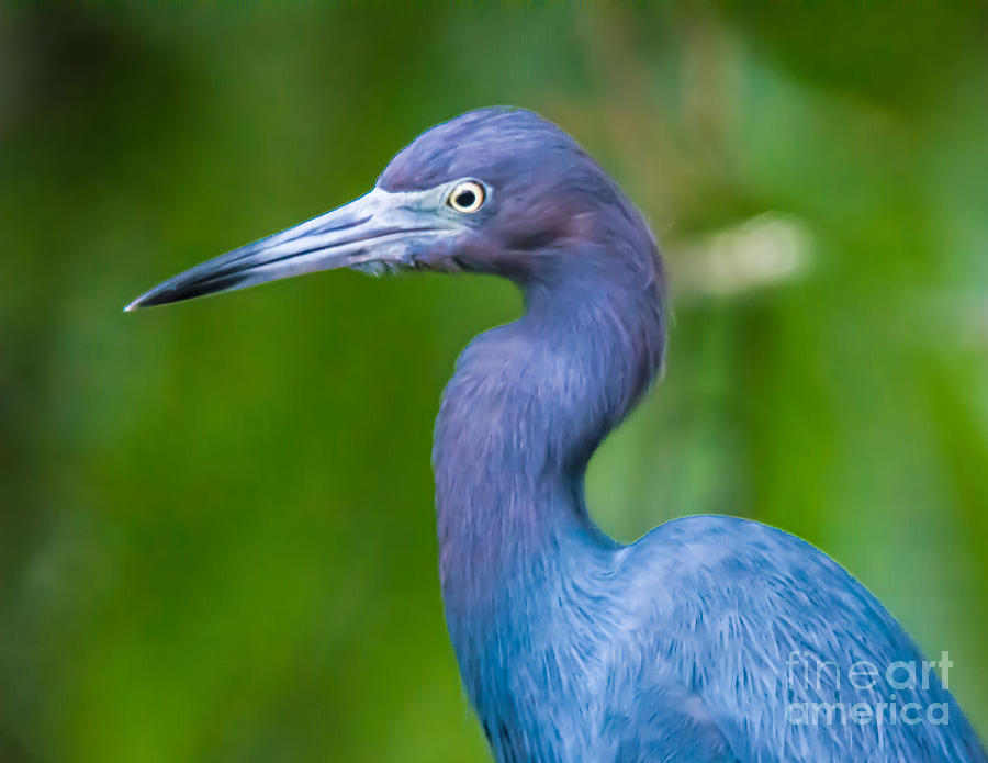 Little Blue Heron Photograph by John Greco