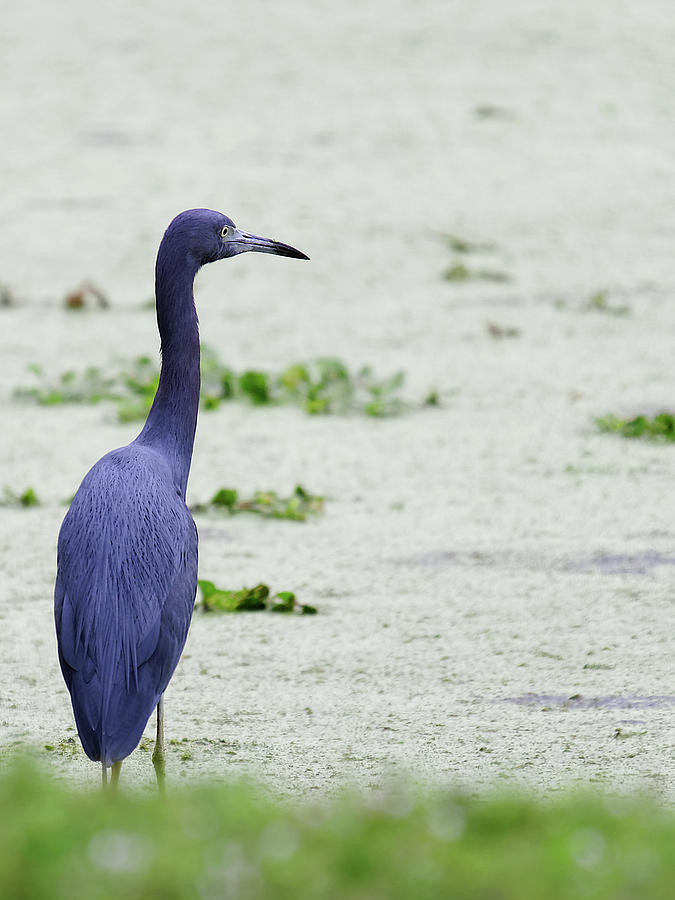Little Blue Heron Looking At Green Water Photograph by Jill Nightingale