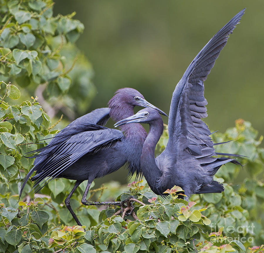 Little Blue Heron Mates Photograph by Bonnie Barry