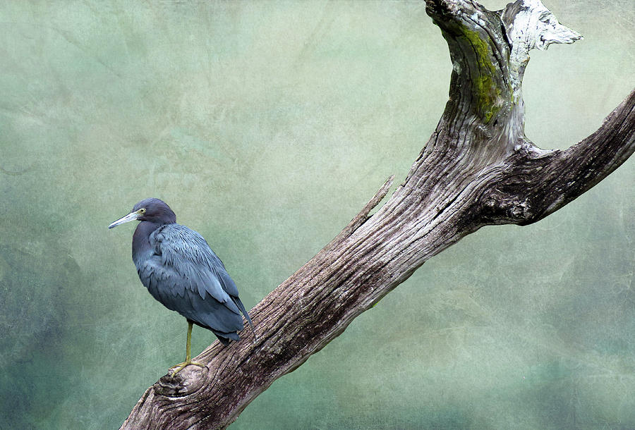 Little Blue Heron on Green Mixed Media by Rosalie Scanlon