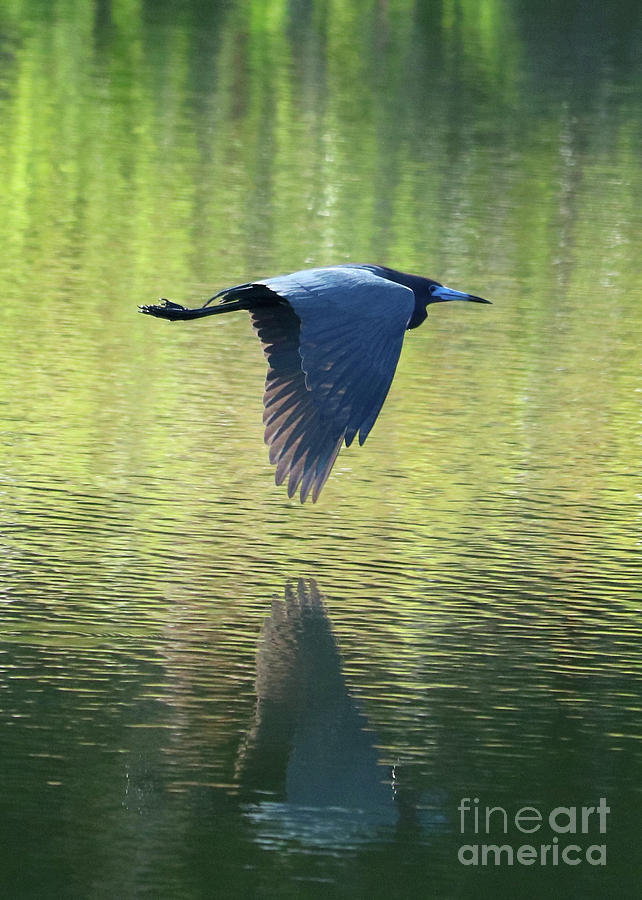 Little Blue Heron over Green Pond Photograph by Carol Groenen