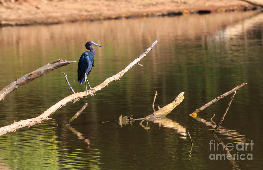Nature Photograph - Little Blue Heron by Richard Smith Nature Photograph - Little Blue Heron by Richard Smith