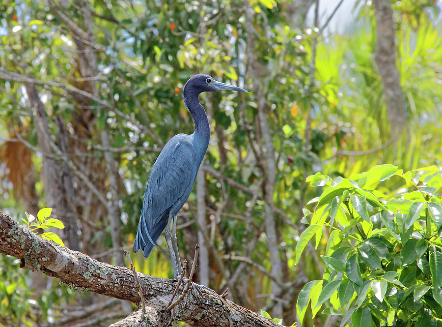 Little Blue Heron Photograph by Sally Weigand