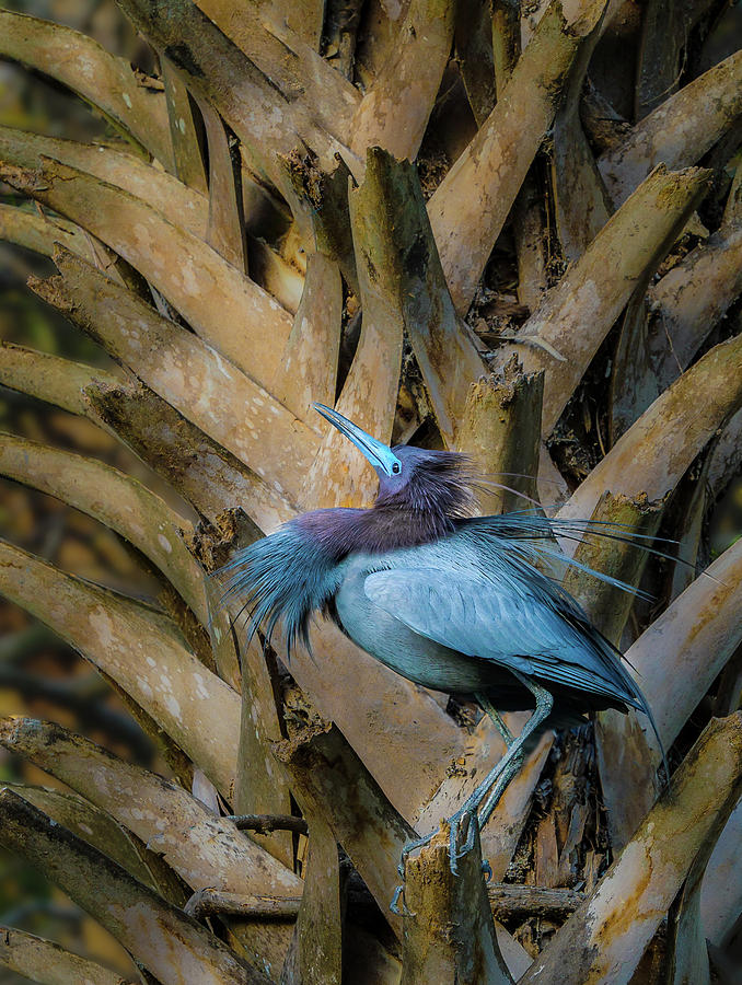 Little Blue Heron Photograph by Steve Zimic