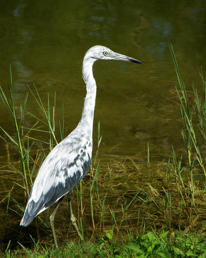 Little Blue Heron - Teenager Molting Photograph by Mitch Spence