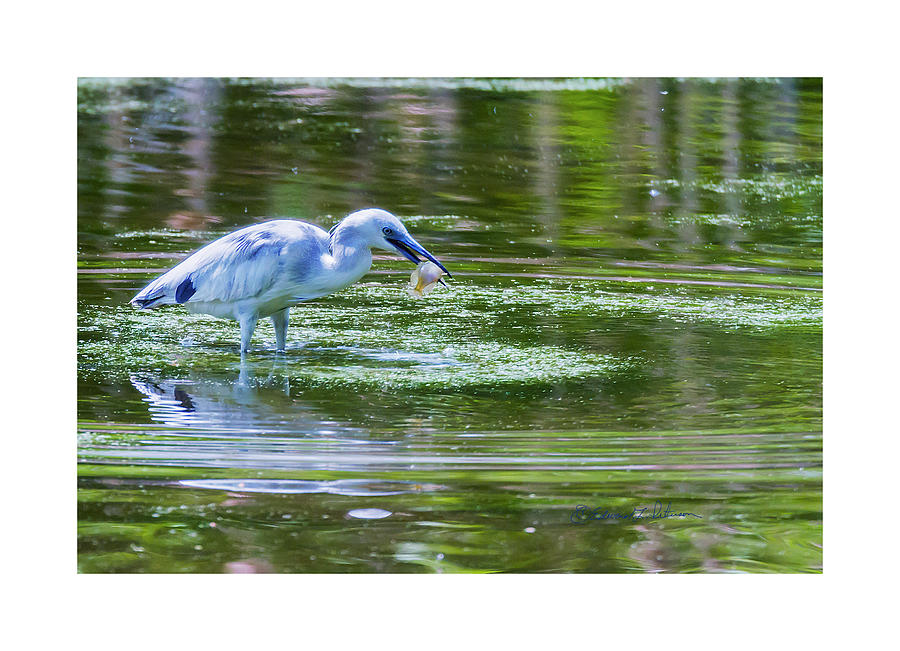 Little Blue Heron Up North Photograph by Ed Peterson