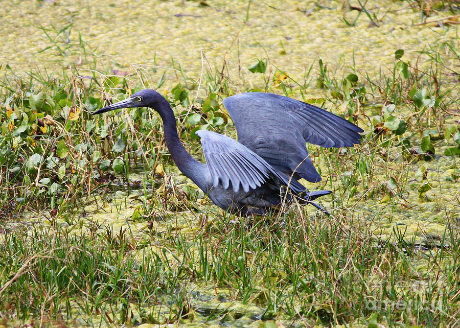 Little Blue Heron Walking in the Swamp Photograph by Carol Groenen