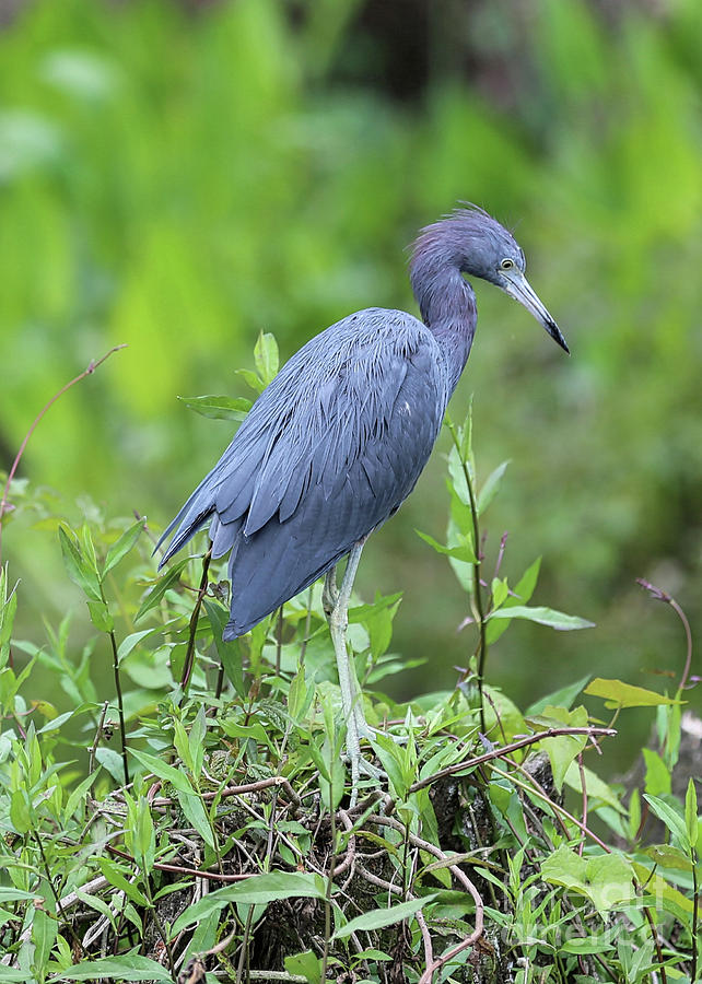 Little Blue Heron with Green Foliage Photograph by Carol Groenen