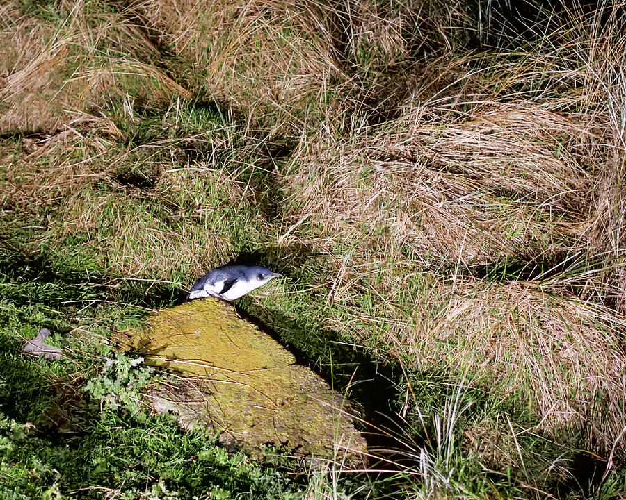 Little Blue Penguin - New Zealand Photograph by Steven Ralser