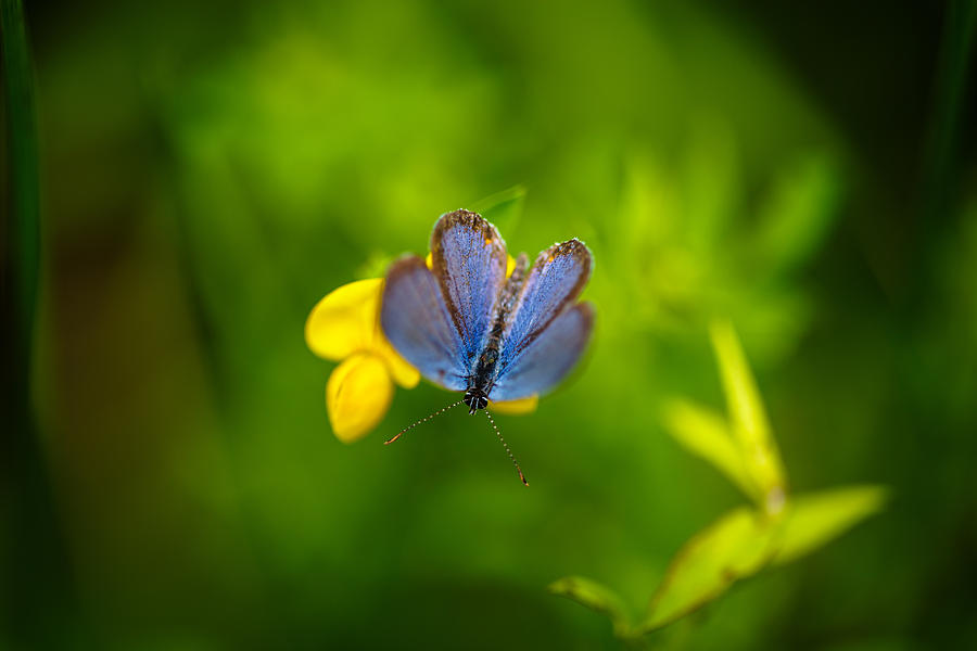 Little Blue Photograph by Shane Holsclaw