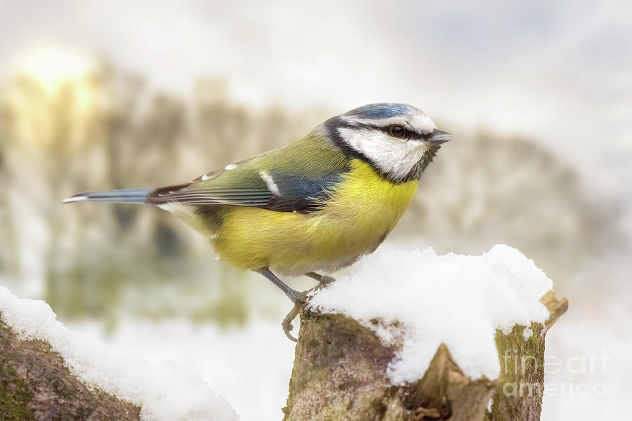 Little blue tit in winter snow Photograph by Simon Bratt