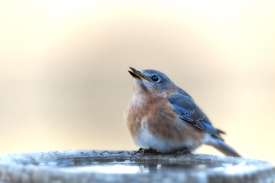 Bluebird Photograph - Little Bluebird in Morning Light by Bonnie Barry