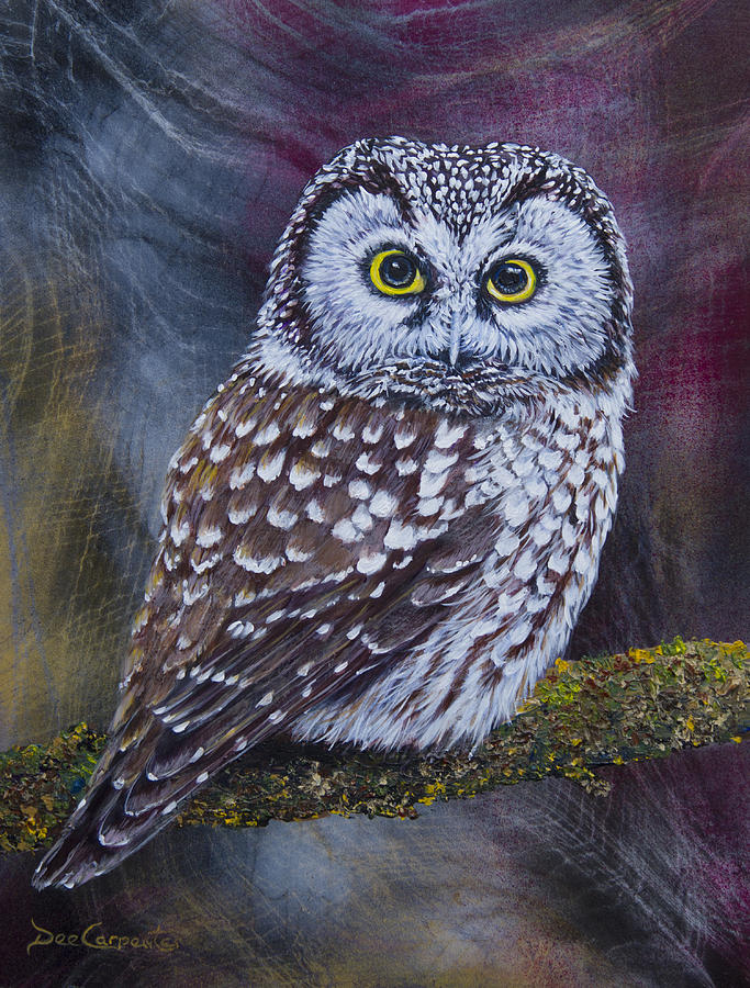 Owl  - Little Boreal Owl by Dee Carpenter