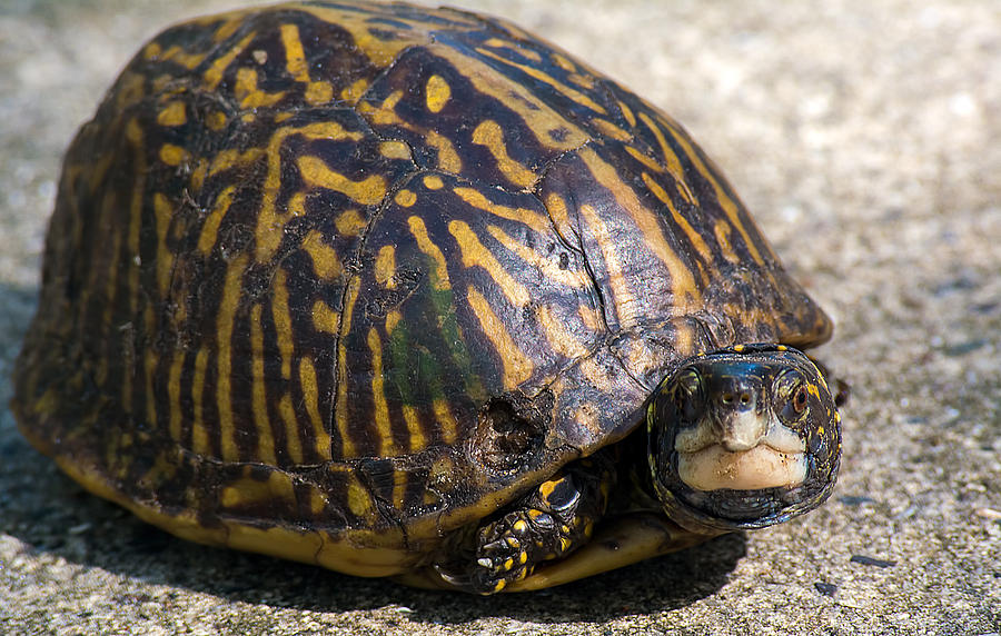 Little Box Turtle Photograph by Kenneth Albin