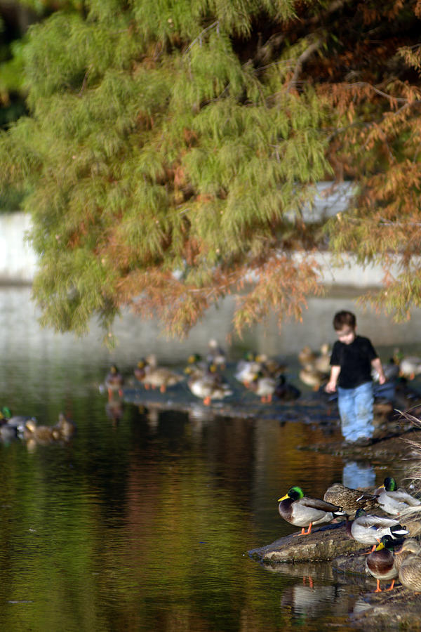 Little Boy Discovering Ducks Photograph by Don Wolf