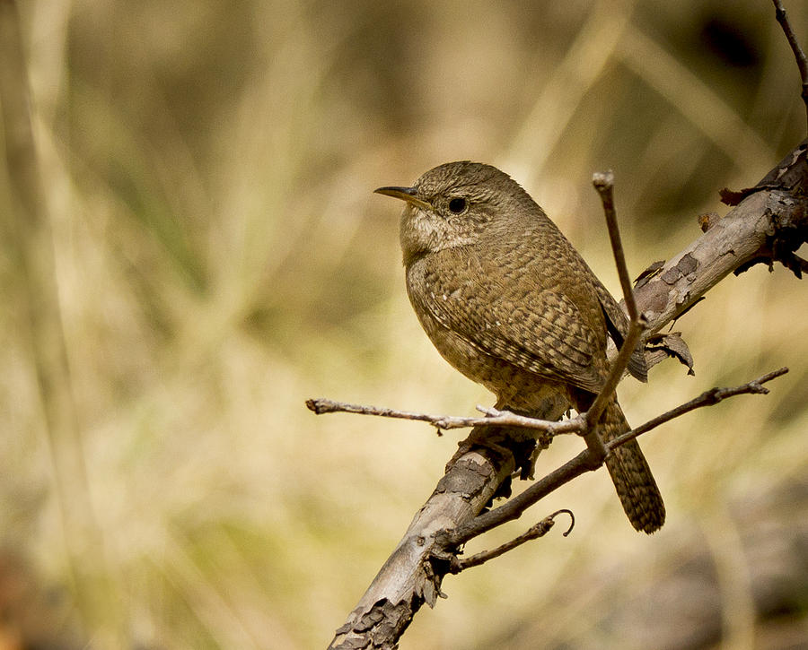Little Brown Bird Photograph by Jean Noren