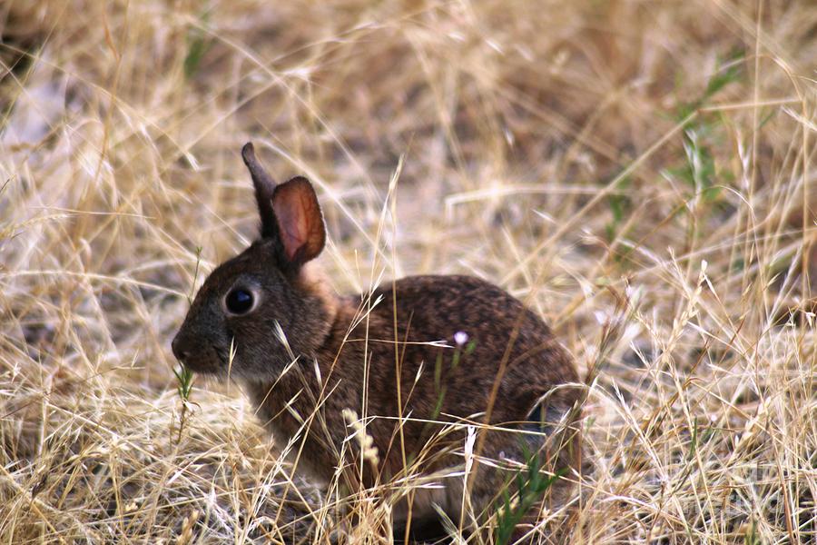 Little Brown Bunny Photograph by Nick Gustafson