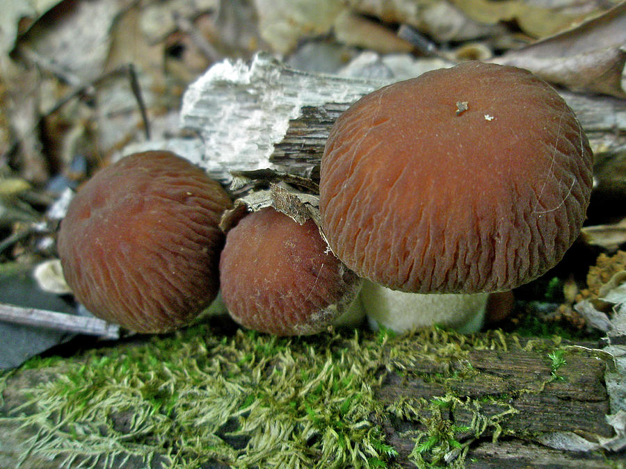 Mushroom Photograph - Little Brown Mushrooms in Moss by Carol Senske