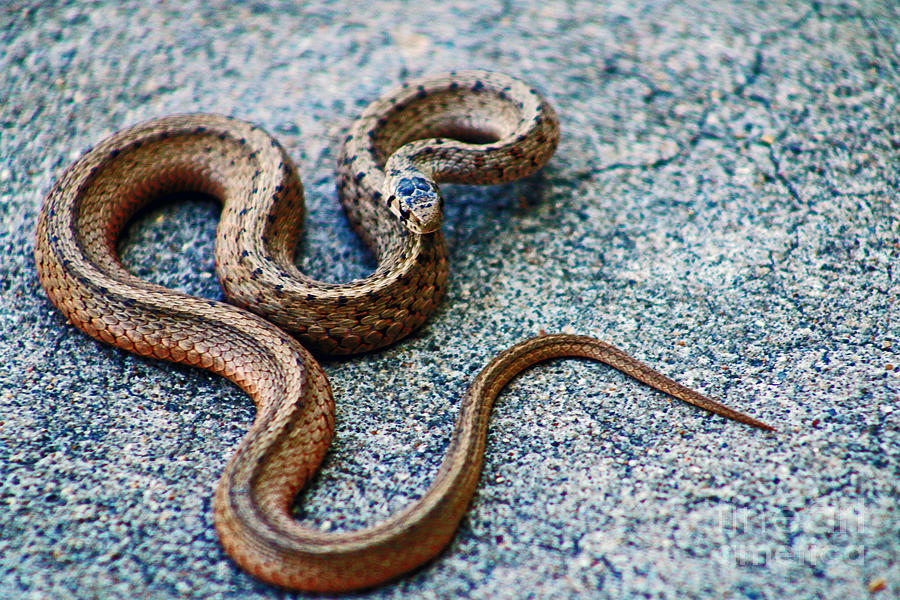 Little Brown Snake Photograph