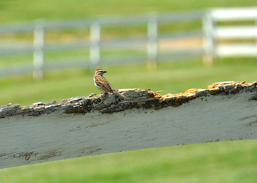 Little Brown Sparrow Photograph