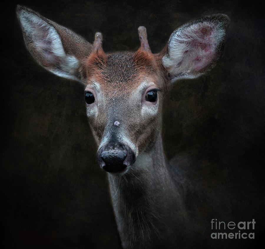 Little Buck Photograph by Kathy Russell