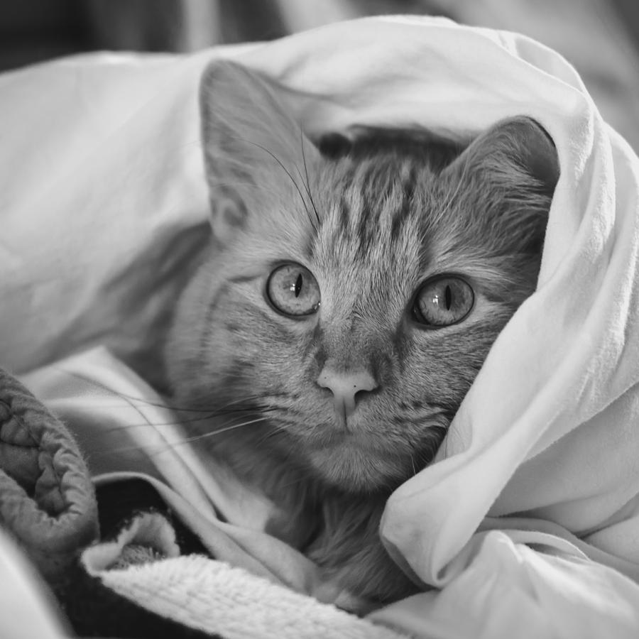 Cat Photograph - Little Buddy by Guy Whiteley