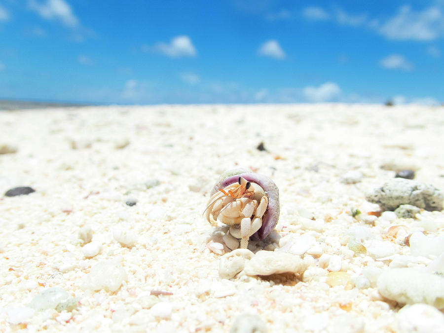 Shell Photograph - Little Buddy by Jessie Snyder