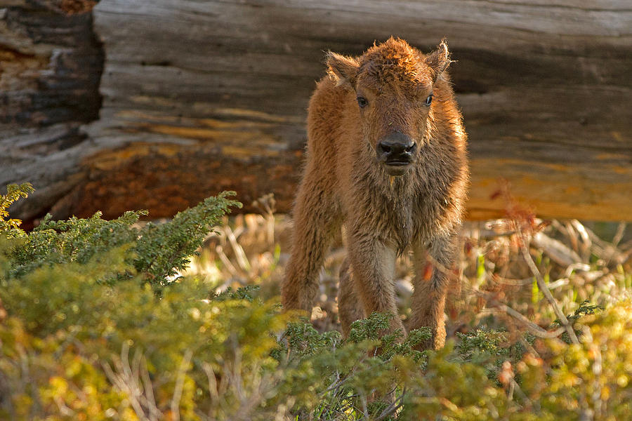 Little Buffalo Photograph by Sandy Sisti