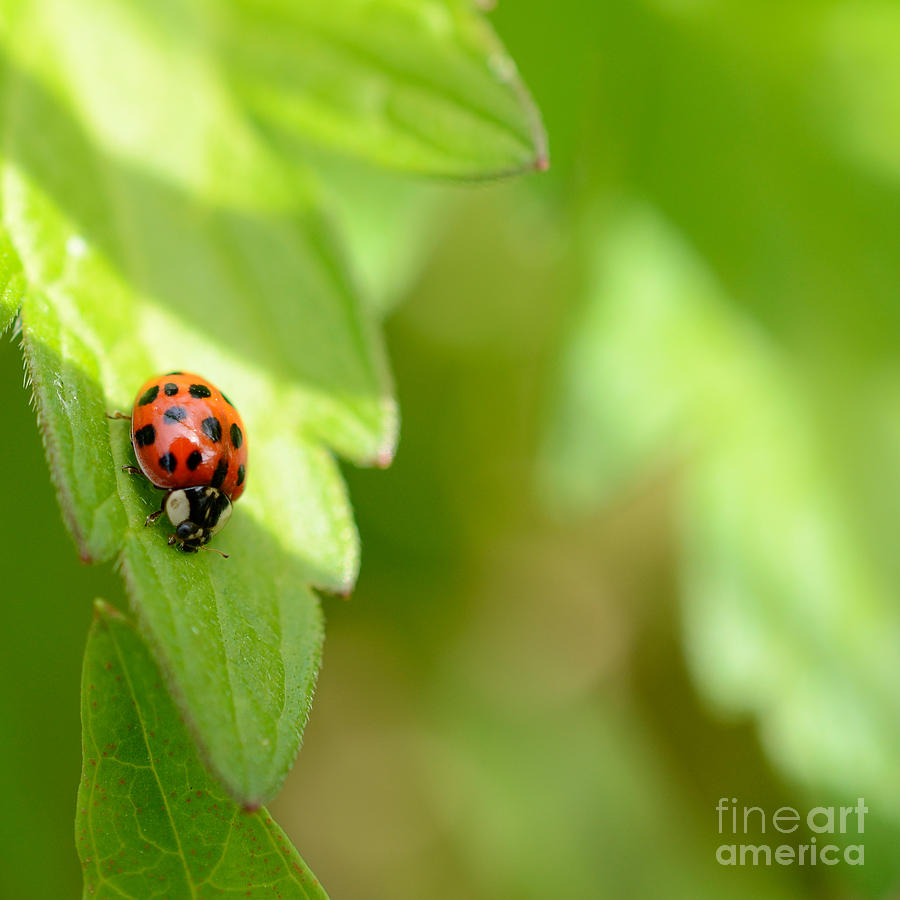 Nature Photograph - Little bug by Andreas Berheide