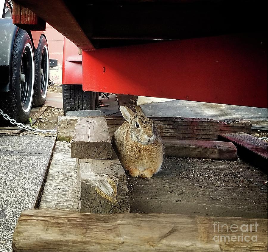 Little Bunny Photograph by Jon Burch Photography