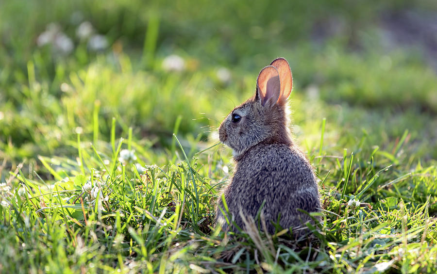 Little Bunny  Photograph by Sam Rino