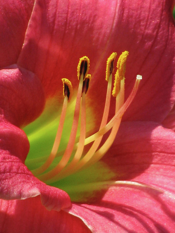 Little Business 01 - Daylily Photograph by Pamela Critchlow