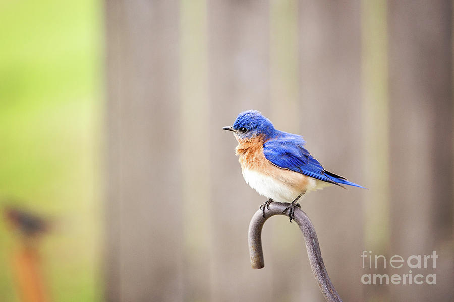 Bluebird Photograph - Little Butterball by Scott Pellegrin