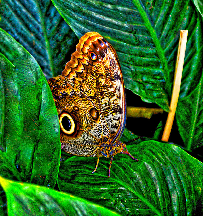 Photo Stream Photograph - Little Butterfly by Collette Rogers Photo Stream Photograph - Little Butterfly by Collette Rogers