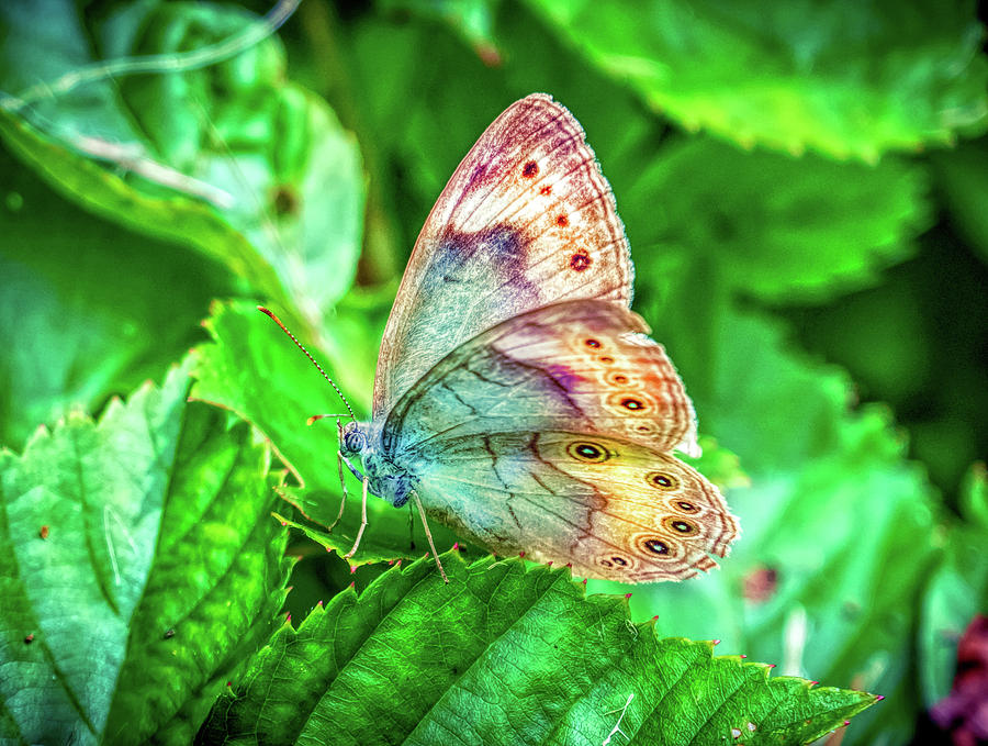 Little Butterfly Photograph by Lilia S