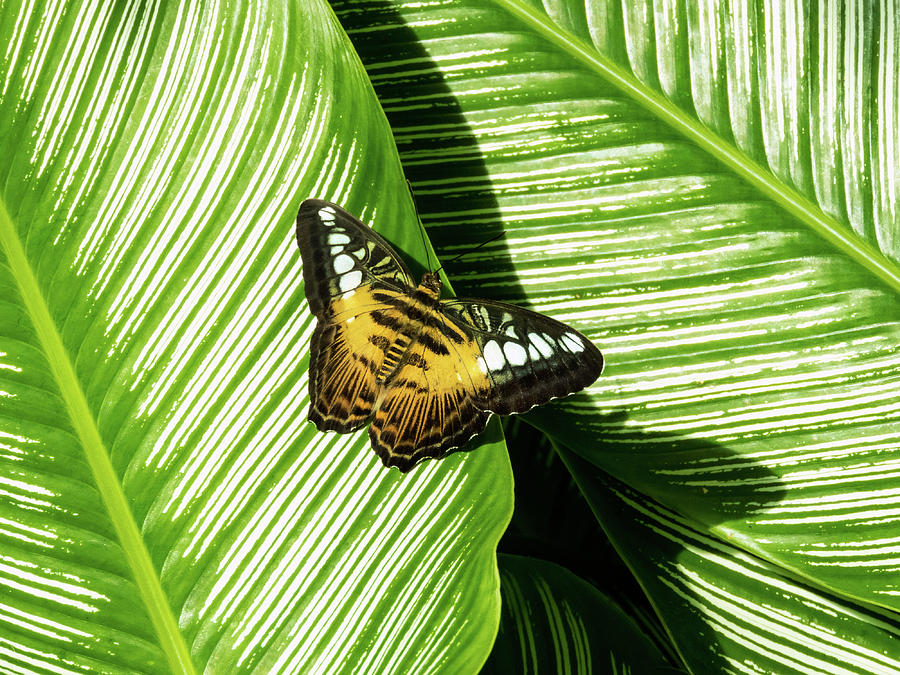 Little Butterfly on Big Green Leaves Photograph by Bob Slitzan