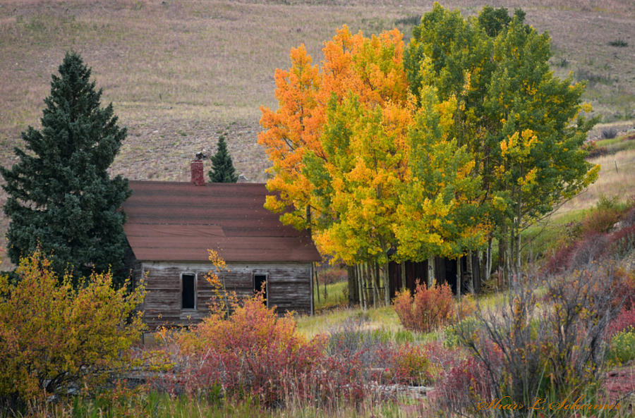 Little Cabin in the Woods Photograph by Shar Schermer - Fine Art America