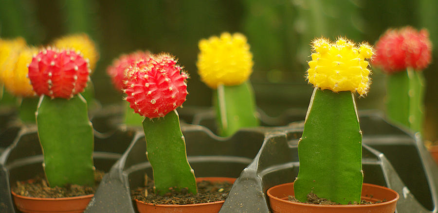 Little Cacti All In A Row Photograph by Suzanne Powers