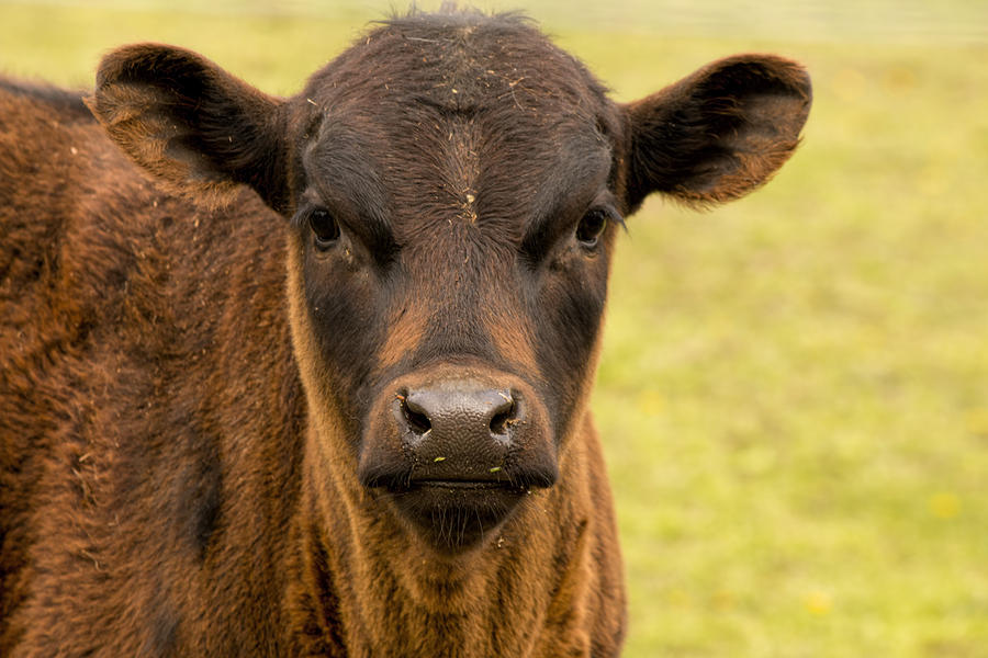Farm Photograph - Little Calf by Kristia Adams