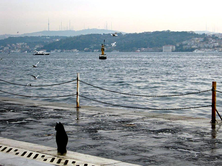 Little Cat Sits by the Bosphorus Photograph by Rachel Morrison