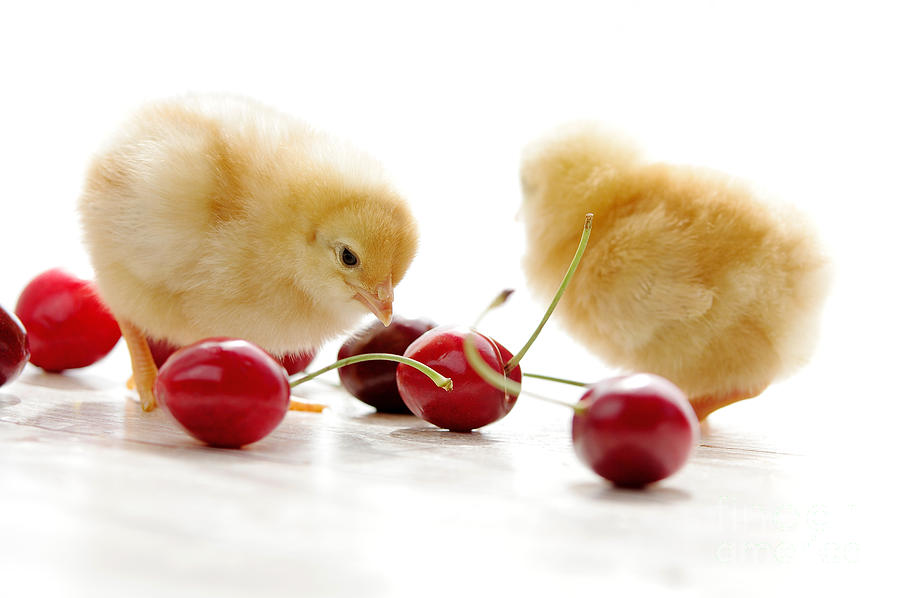 Animal Photograph - Little Chick and red Cherries by Tanja Riedel